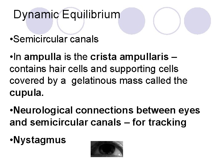 Dynamic Equilibrium • Semicircular canals • In ampulla is the crista ampullaris – contains