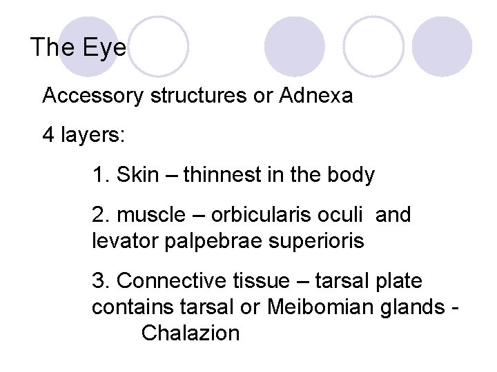 The Eye Accessory structures or Adnexa 4 layers: 1. Skin – thinnest in the