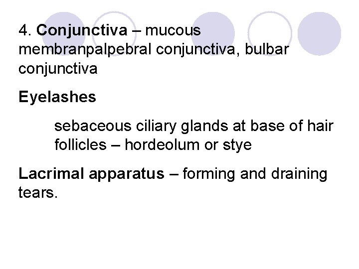 4. Conjunctiva – mucous membranpalpebral conjunctiva, bulbar conjunctiva Eyelashes sebaceous ciliary glands at base