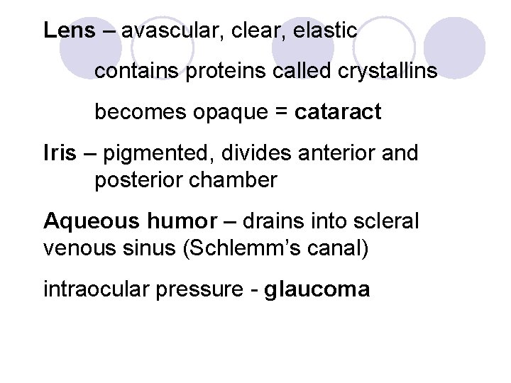 Lens – avascular, clear, elastic contains proteins called crystallins becomes opaque = cataract Iris