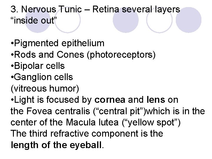 3. Nervous Tunic – Retina several layers “inside out” • Pigmented epithelium • Rods