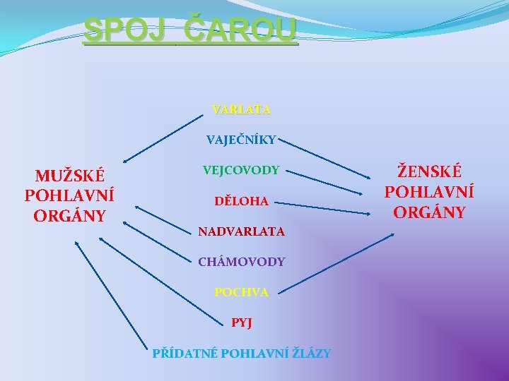 SPOJ ČAROU VARLATA VAJEČNÍKY MUŽSKÉ POHLAVNÍ ORGÁNY VEJCOVODY DĚLOHA NADVARLATA CHÁMOVODY POCHVA PYJ PŘÍDATNÉ