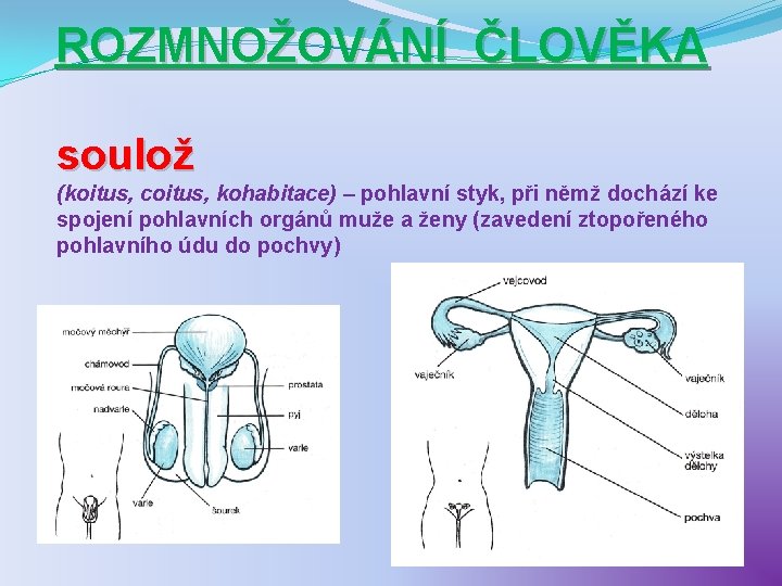 ROZMNOŽOVÁNÍ ČLOVĚKA soulož (koitus, coitus, kohabitace) – pohlavní styk, při němž dochází ke spojení