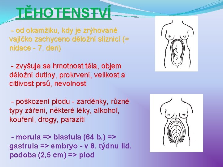 TĚHOTENSTVÍ - od okamžiku, kdy je zrýhované vajíčko zachyceno děložní sliznicí (= nidace -