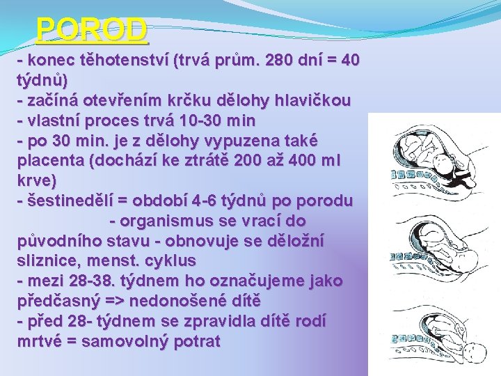 POROD - konec těhotenství (trvá prům. 280 dní = 40 týdnů) - začíná otevřením