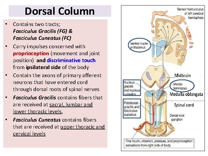 Dorsal Column • Contains two tracts; Fasciculus Gracilis (FG) & Fasciculus Cuneatus (FC) •