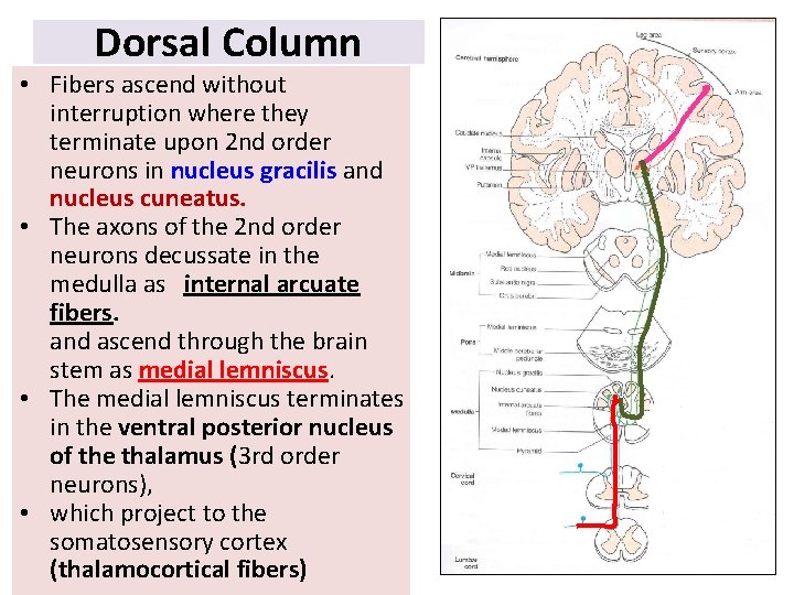 Dorsal Column • Fibers ascend without interruption where they terminate upon 2 nd order