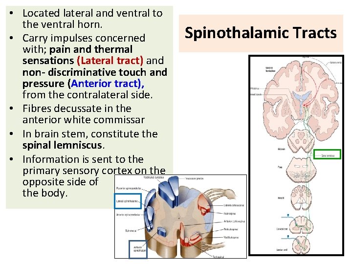  • Located lateral and ventral to the ventral horn. • Carry impulses concerned