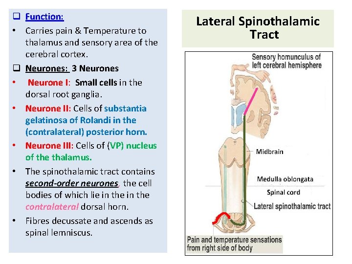 q Function: • Carries pain & Temperature to thalamus and sensory area of the