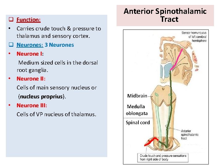 q Function: • Carries crude touch & pressure to thalamus and sensory cortex. q