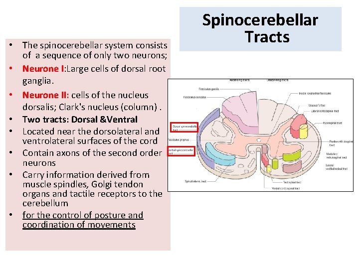  • The spinocerebellar system consists of a sequence of only two neurons; •
