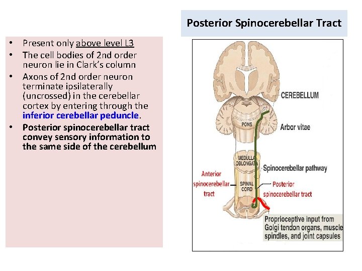 Posterior Spinocerebellar Tract • Present only above level L 3 • The cell bodies