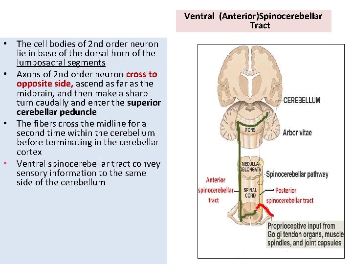 Ventral (Anterior)Spinocerebellar Tract • The cell bodies of 2 nd order neuron lie in