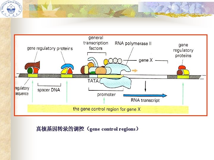 真核基因转录的调控（gene control regions） 