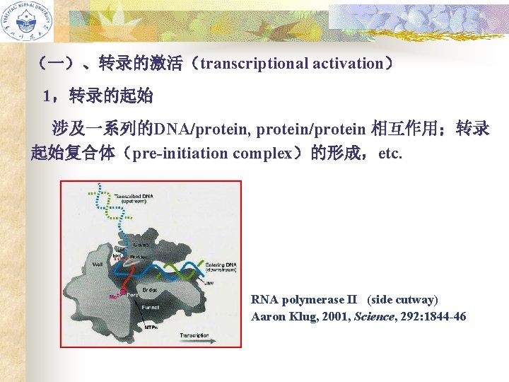 （一）、转录的激活（transcriptional activation） 1，转录的起始 涉及一系列的DNA/protein, protein/protein 相互作用；转录 起始复合体（pre-initiation complex）的形成，etc. RNA polymerase II (side cutway) Aaron