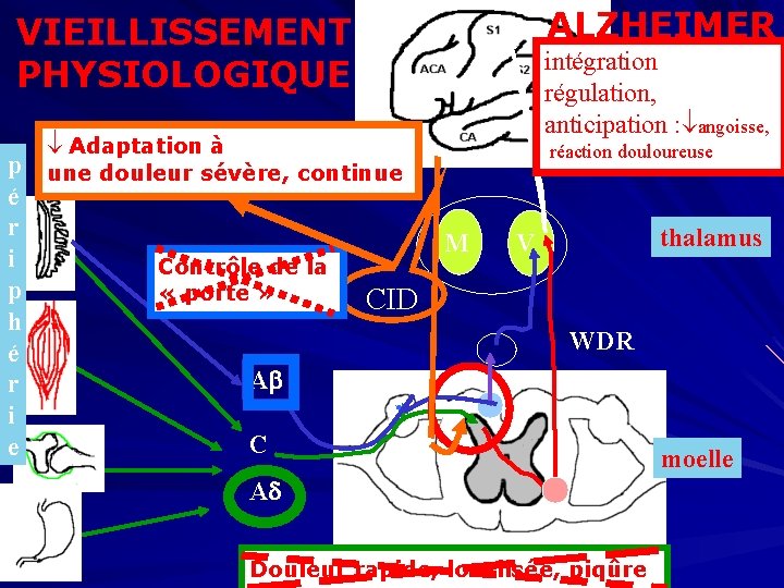 ALZHEIMER VIEILLISSEMENT PHYSIOLOGIQUE intégration, cortex régulation, anticipation : angoisse, Adaptation à p une douleur