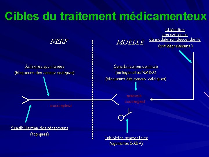 Cibles du traitement médicamenteux NERF Activités spontanées (bloqueurs des canaux sodiques) MOELLE Altération des