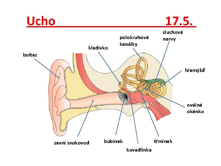 Ucho 17. 5. kladívko polokruhové kanálky sluchové nervy boltec hlemýžď oválné okénko zevní zvukovod