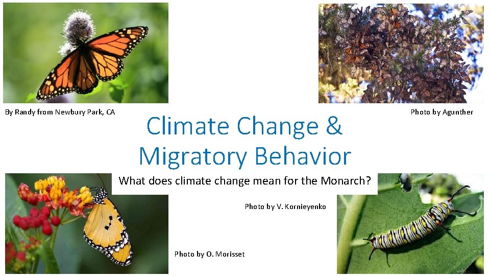 By Randy from Newbury Park, CA Climate Change & Migratory Behavior What does climate
