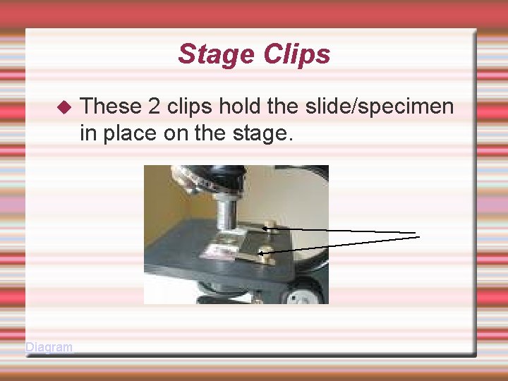 Stage Clips Diagram These 2 clips hold the slide/specimen in place on the stage.