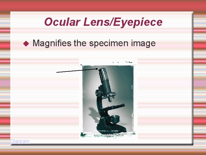 Ocular Lens/Eyepiece Diagram Magnifies the specimen image 