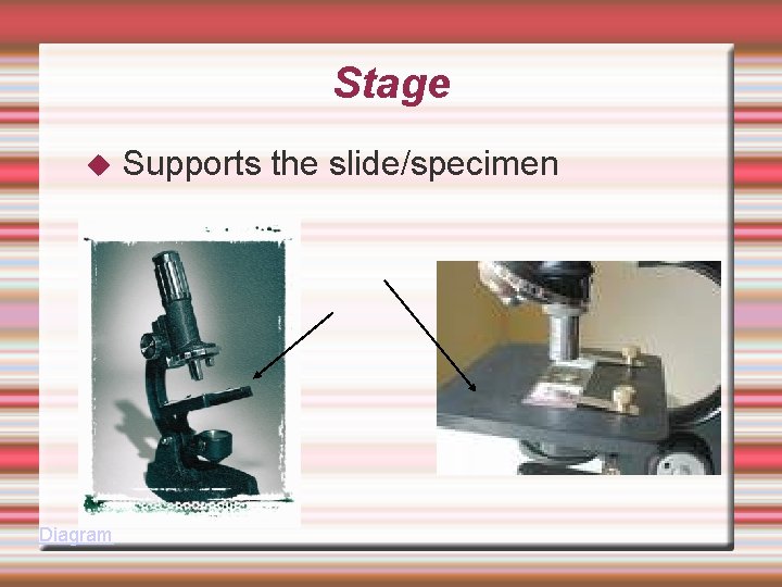 Stage Diagram Supports the slide/specimen 