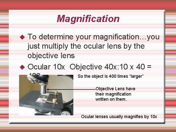 Magnification To determine your magnification…you just multiply the ocular lens by the objective lens