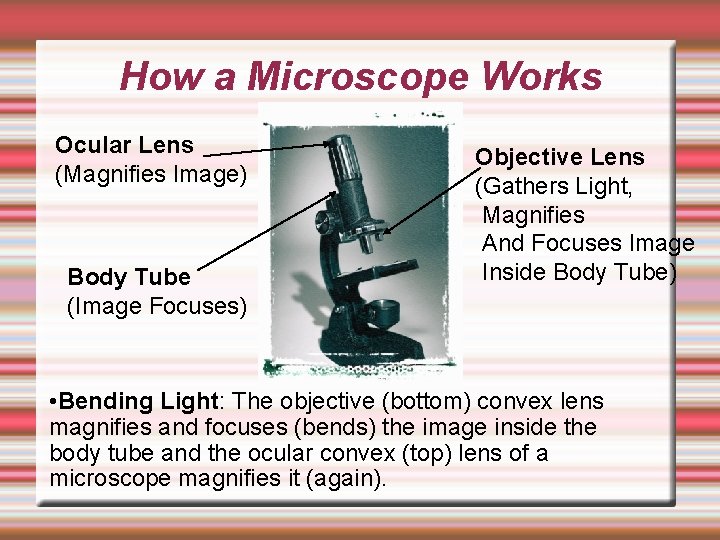 How a Microscope Works Ocular Lens (Magnifies Image) Body Tube (Image Focuses) Objective Lens