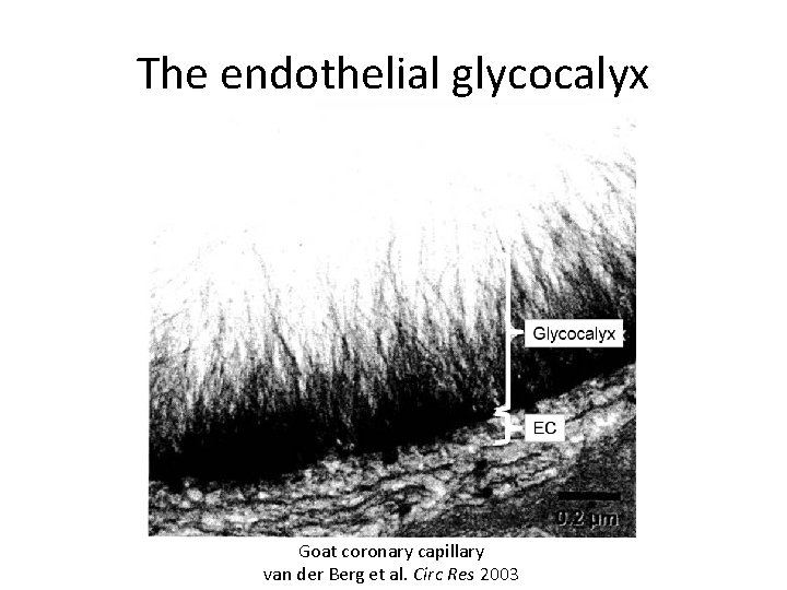 The endothelial glycocalyx Goat coronary capillary van der Berg et al. Circ Res 2003