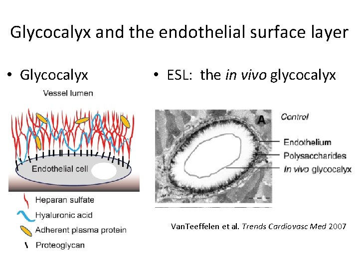 Glycocalyx and the endothelial surface layer • Glycocalyx • ESL: the in vivo glycocalyx