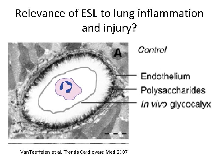 Relevance of ESL to lung inflammation and injury? Van. Teeffelen et al. Trends Cardiovasc
