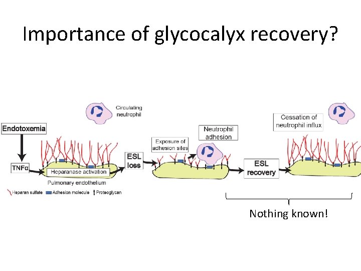 Importance of glycocalyx recovery? Nothing known! 