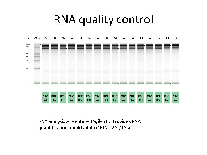 RNA quality control RNA analysis screentape (Agilent): Provides RNA quantification, quality data (“RIN”, 28