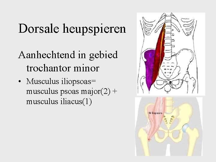 Dorsale heupspieren Aanhechtend in gebied trochantor minor • Musculus iliopsoas= musculus psoas major(2) +