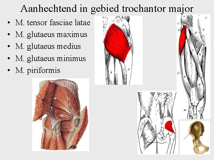 Aanhechtend in gebied trochantor major • • • M. tensor fasciae latae M. glutaeus