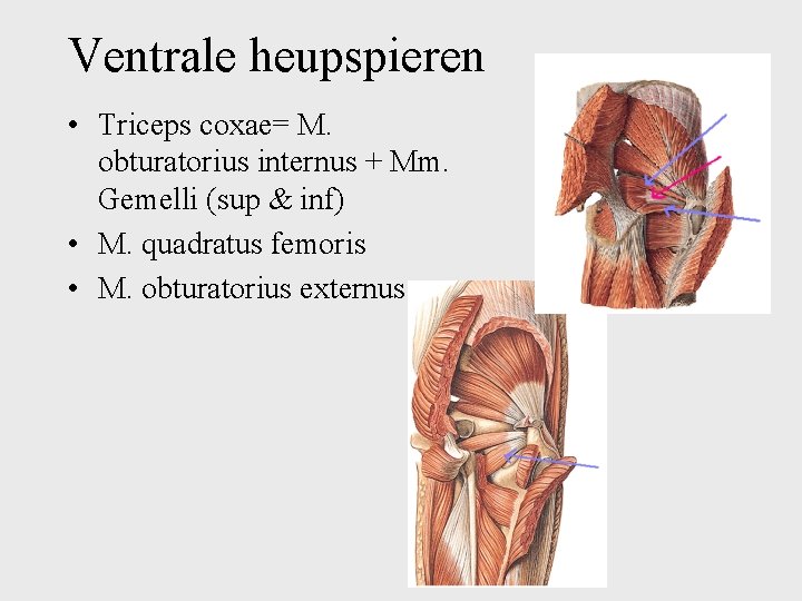 Ventrale heupspieren • Triceps coxae= M. obturatorius internus + Mm. Gemelli (sup & inf)