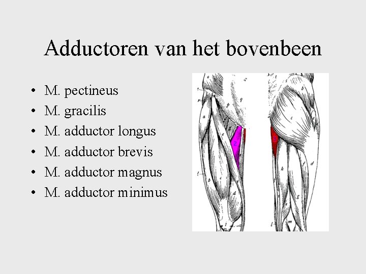 Adductoren van het bovenbeen • • • M. pectineus M. gracilis M. adductor longus