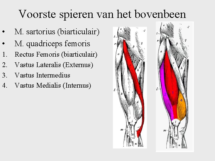 Voorste spieren van het bovenbeen • • M. sartorius (biarticulair) M. quadriceps femoris 1.