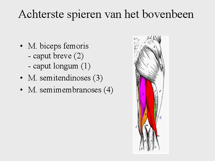 Achterste spieren van het bovenbeen • M. biceps femoris - caput breve (2) -