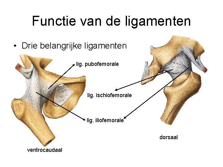 Functie van de ligamenten • Drie belangrijke ligamenten lig. pubofemorale lig. ischiofemorale lig. iliofemorale