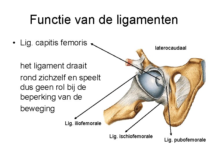 Functie van de ligamenten • Lig. capitis femoris laterocaudaal het ligament draait rond zichzelf