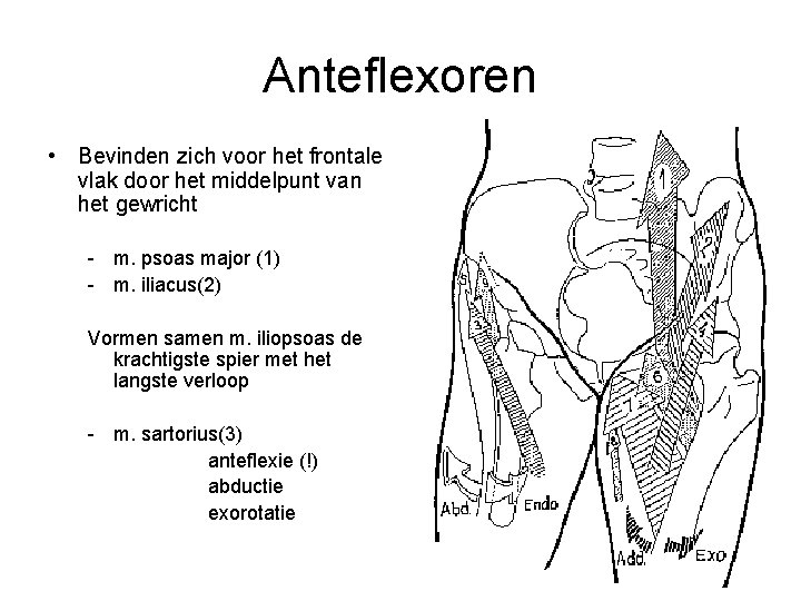 Anteflexoren • Bevinden zich voor het frontale vlak door het middelpunt van het gewricht