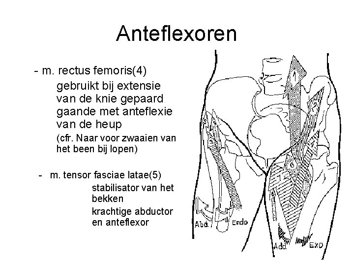 Anteflexoren - m. rectus femoris(4) gebruikt bij extensie van de knie gepaard gaande met