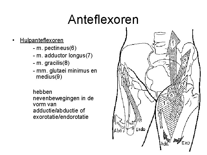 Anteflexoren • Hulpanteflexoren - m. pectineus(6) - m. adductor longus(7) - m. gracilis(8) -