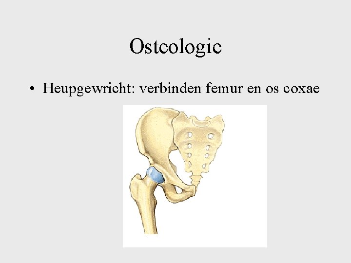 Osteologie • Heupgewricht: verbinden femur en os coxae 