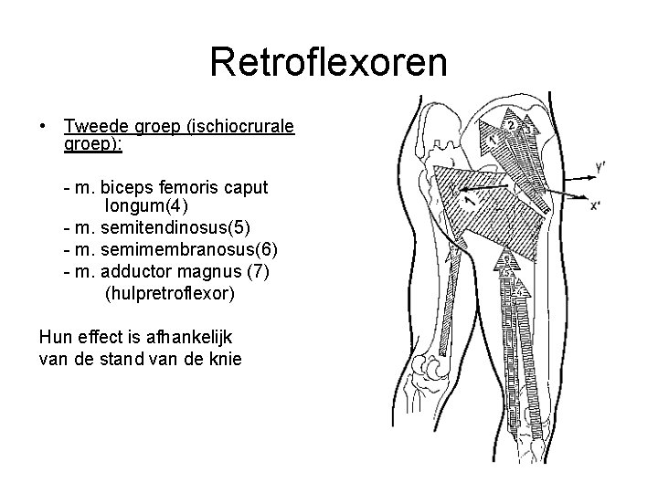Retroflexoren • Tweede groep (ischiocrurale groep): - m. biceps femoris caput longum(4) - m.