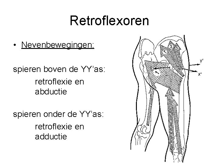 Retroflexoren • Nevenbewegingen: spieren boven de YY’as: retroflexie en abductie spieren onder de YY’as: