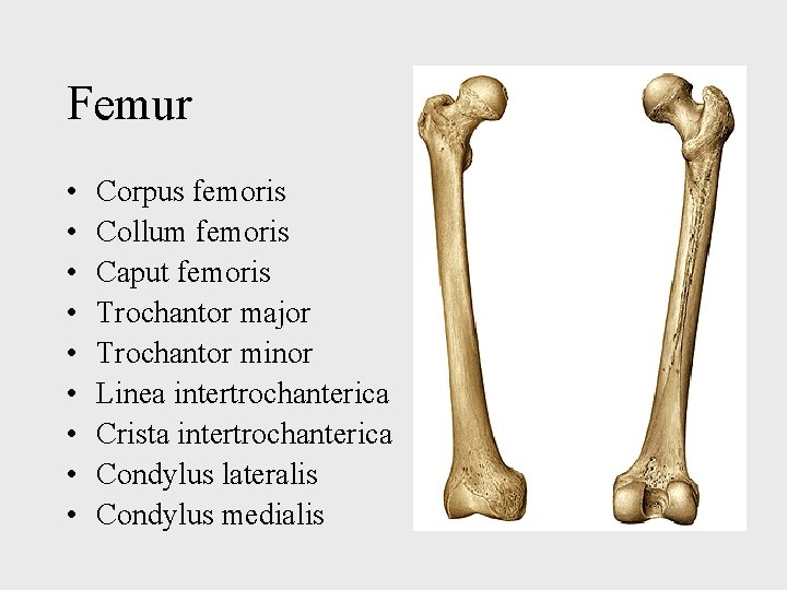 Femur • • • Corpus femoris Collum femoris Caput femoris Trochantor major Trochantor minor