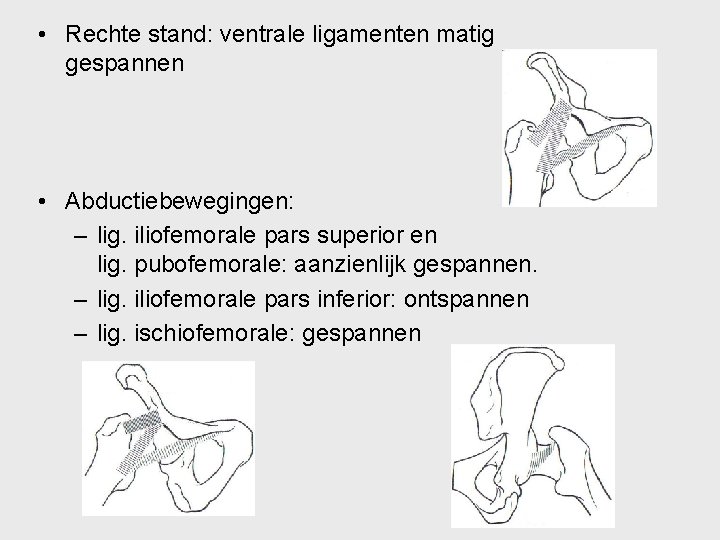  • Rechte stand: ventrale ligamenten matig gespannen • Abductiebewegingen: – lig. iliofemorale pars