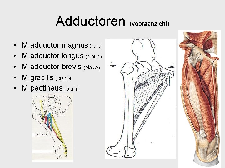 Adductoren (vooraanzicht) • • • M. adductor magnus (rood) M. adductor longus (blauw) M.